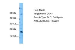 Urocortin 3 Rabbit anti-Human, Polyclonal, Novus Biologicals 0.1ml; Unconjugated:Antibodies,